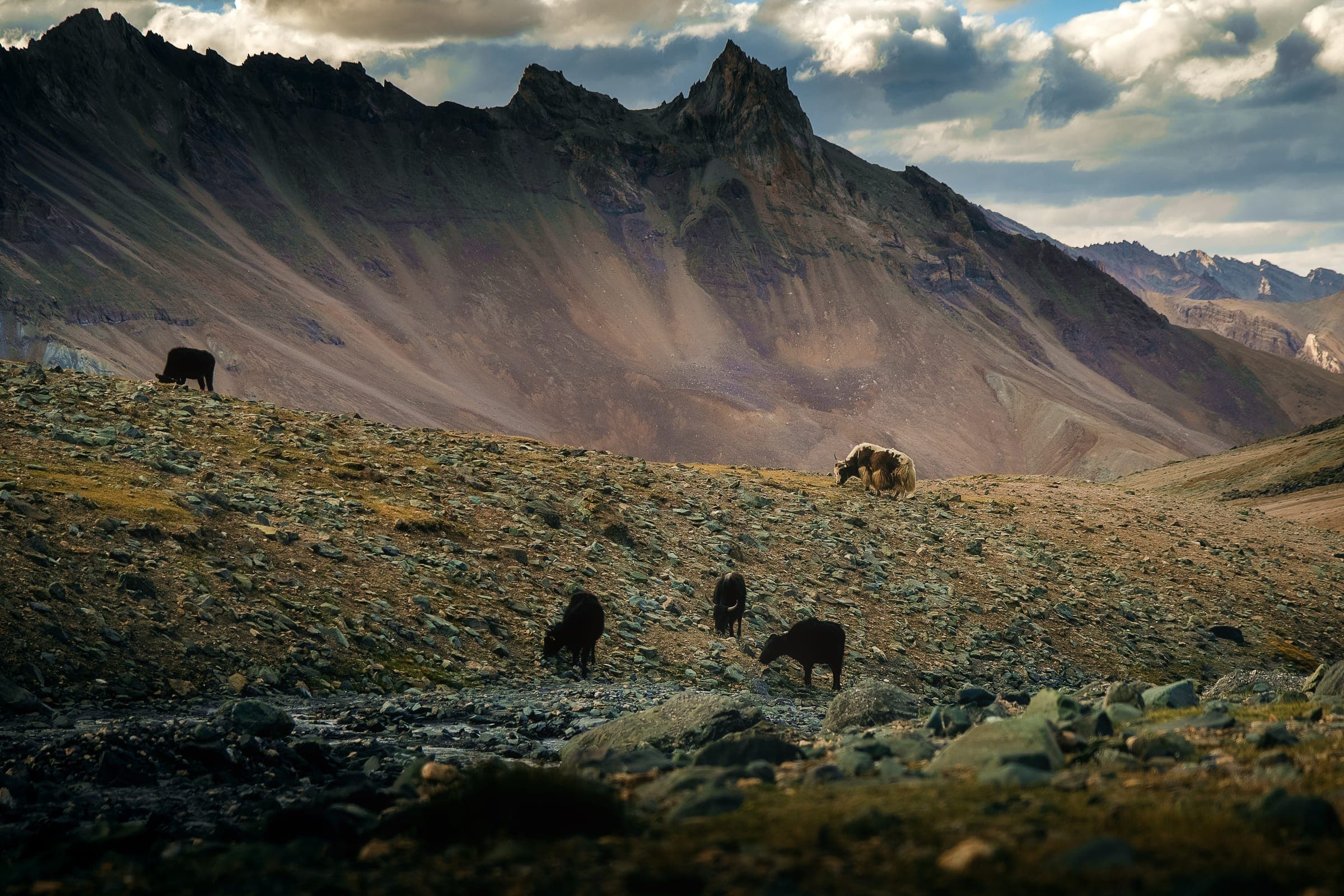 The Himalayan Awakening