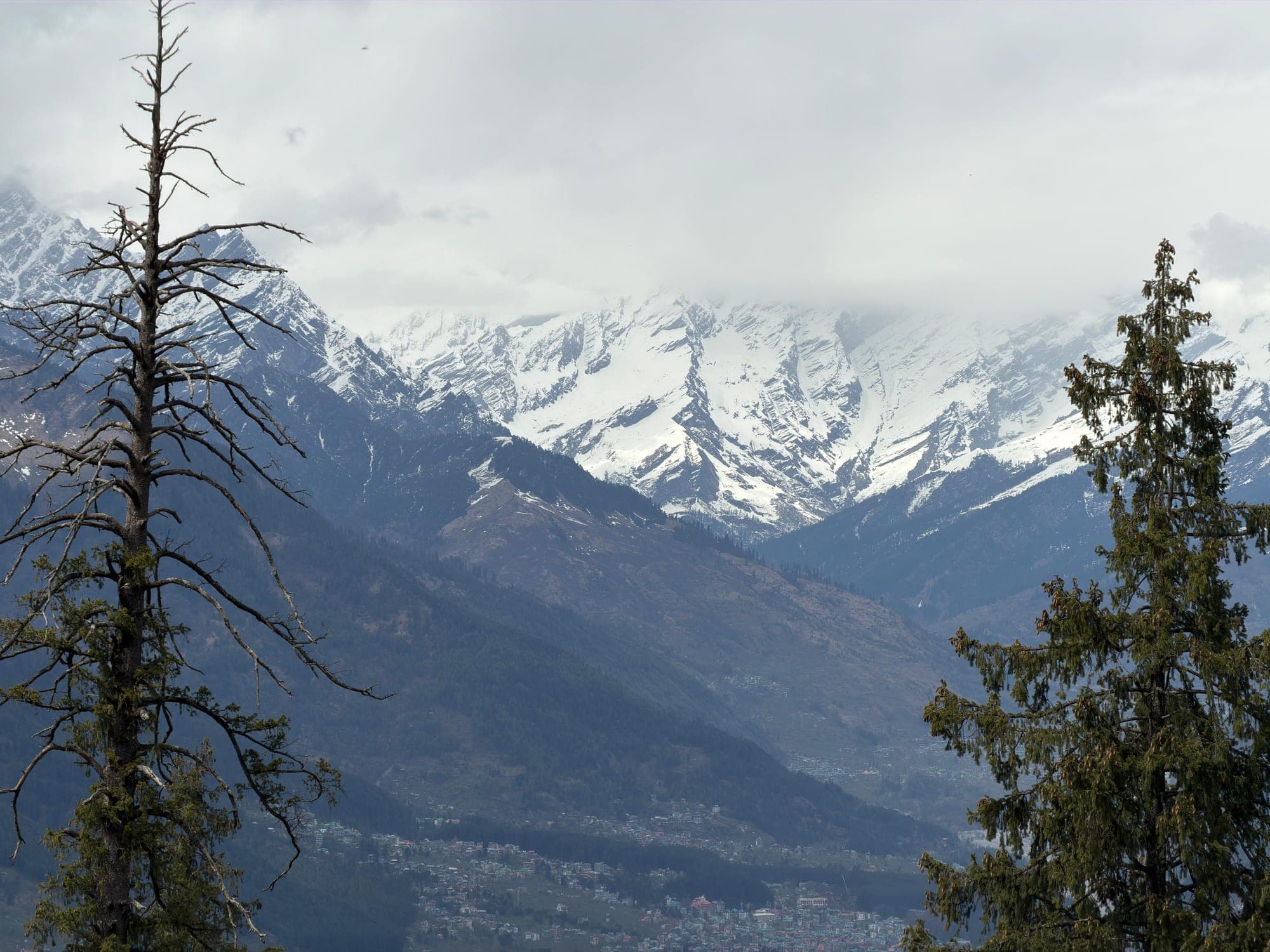 Snow-covered Himalayan peaks framed by deodar trees, seen from the property